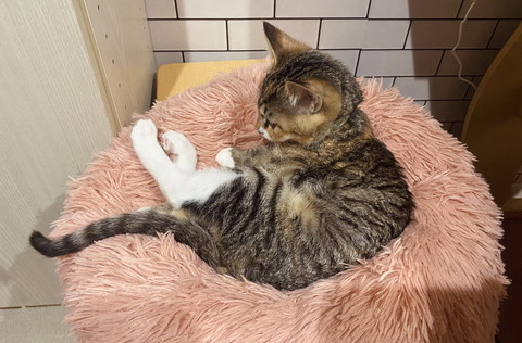 かわいい子ネコちゃんのいろんな姿