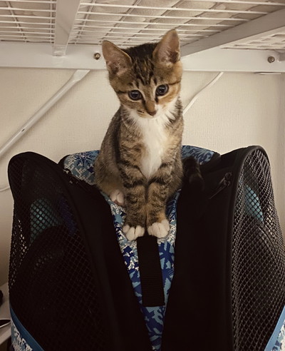 かわいい子ネコちゃんのいろんな姿