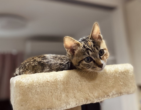 かわいい子ネコちゃんのいろんな姿