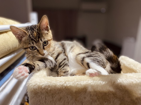 かわいい子ネコちゃんのいろんな姿