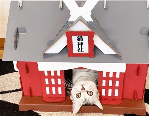 もふもふ猫神社