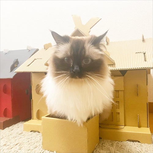 もふもふ猫神社