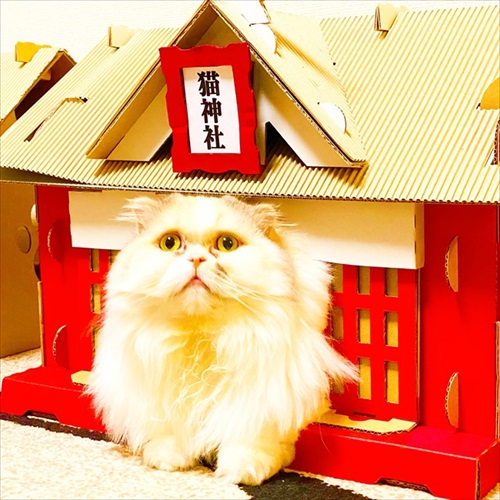 もふもふ猫神社