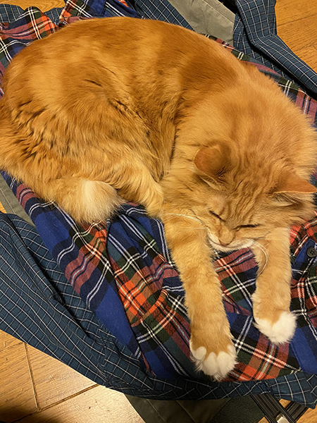 長男の服の上にいるピョンタくん