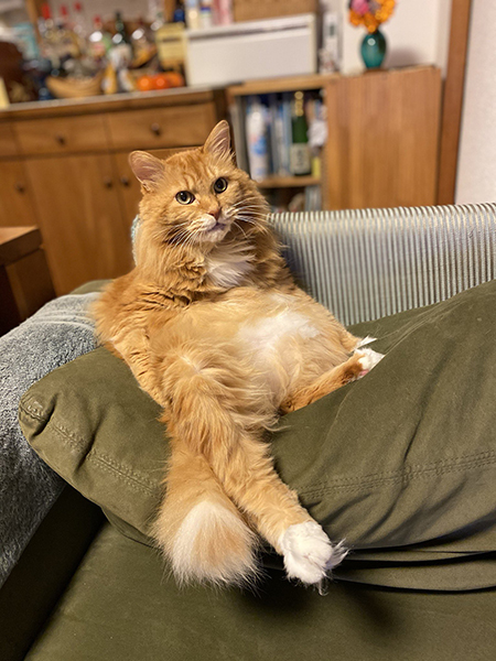 クッションとピョンタくん