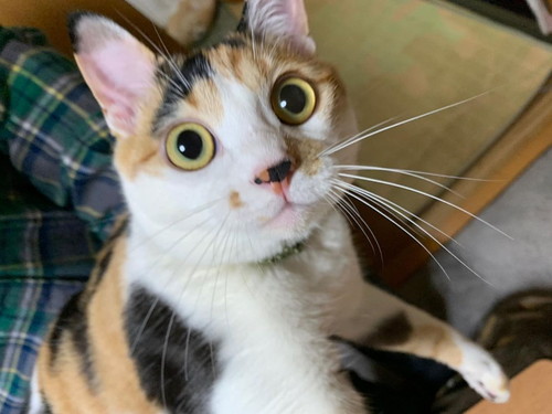 たんぽぽちゃん