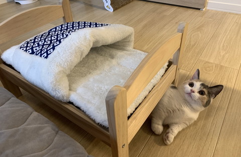 猫