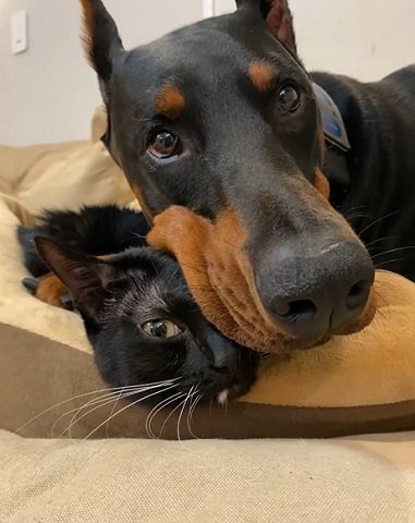猫と犬