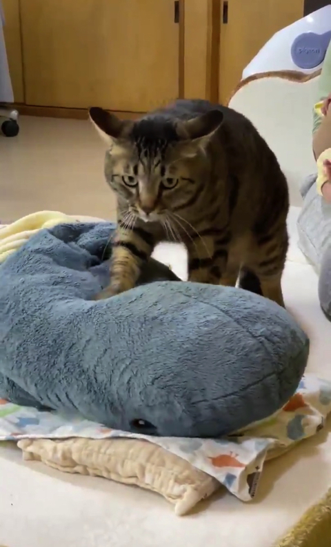 うどん捏ね職人の猫ちゃん