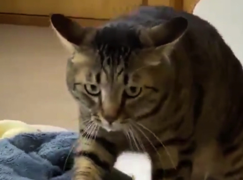 うどん捏ね職人の猫ちゃん