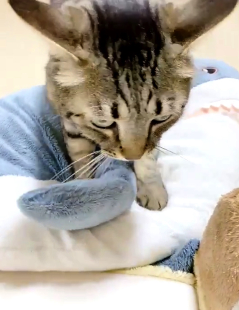 うどん捏ね職人の猫ちゃん