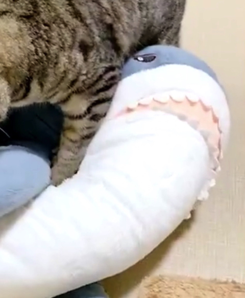 うどん捏ね職人の猫ちゃん