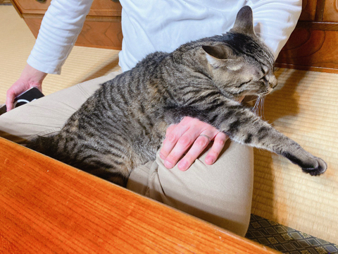 うどん捏ね職人の猫ちゃん