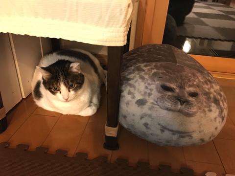 うどん捏ね職人の猫ちゃん