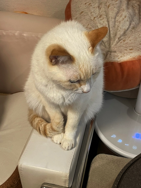 うどん捏ね職人の猫ちゃん