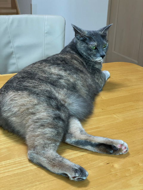 うどん捏ね職人の猫ちゃん