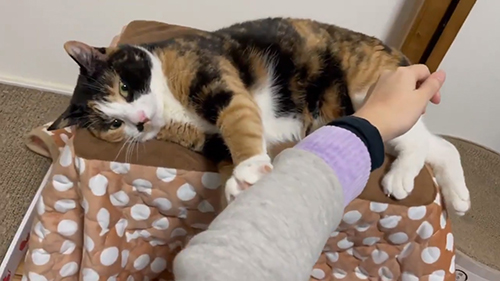 2ブロック目うめにゃん