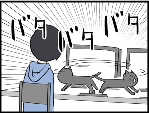 ご飯催促ネコちゃん