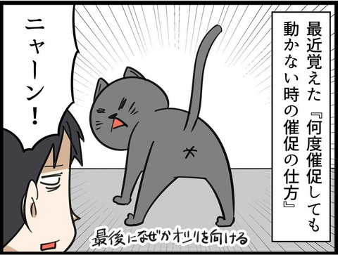 ご飯催促ネコちゃん