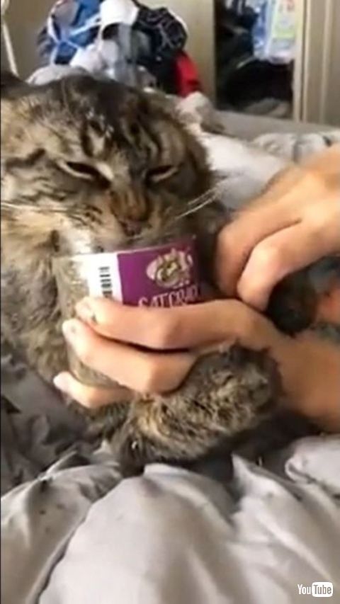 Cat Feasts On