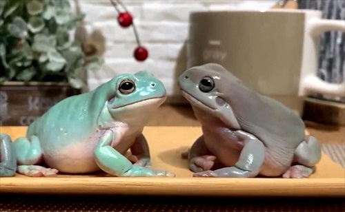 仲良しかと思ったら