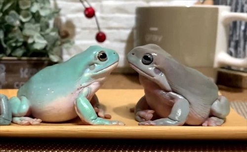 仲良しかと思ったら