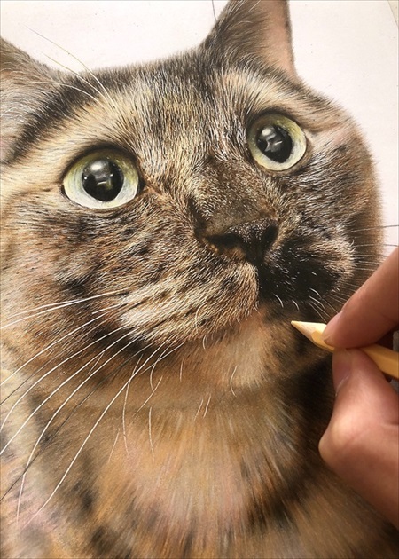 色鉛筆で描いた猫ちゃん