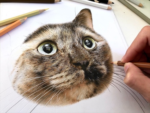 色鉛筆で描いた猫ちゃん