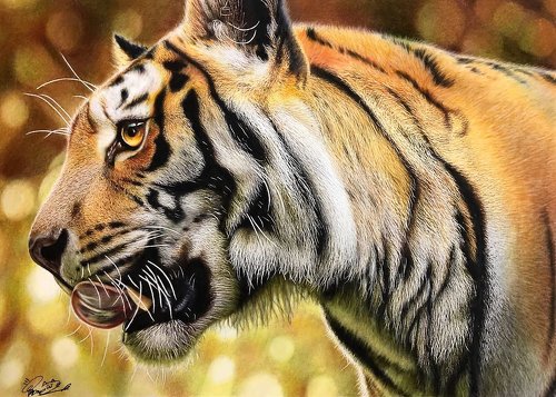 色鉛筆で描いた猫ちゃん