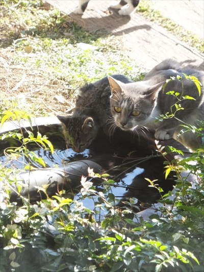 野良猫から家猫へのビフォーアフター
