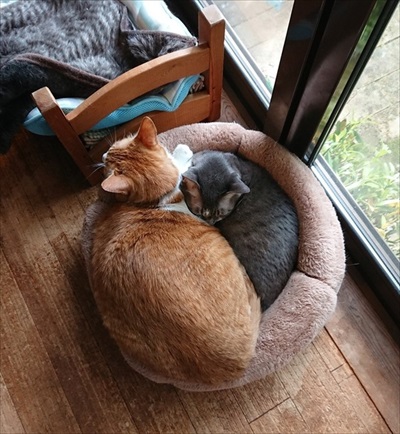 野良猫から家猫へのビフォーアフター