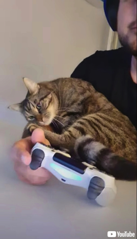 飼い主さんにかまって欲しい猫ちゃん