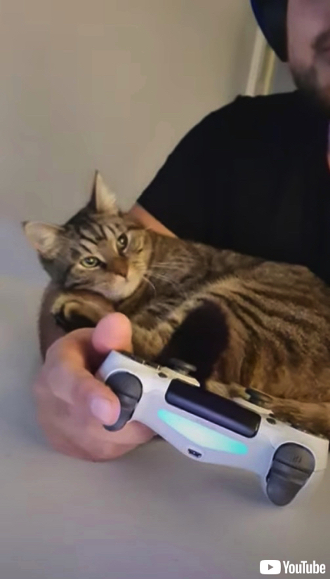 飼い主さんにかまって欲しい猫ちゃん