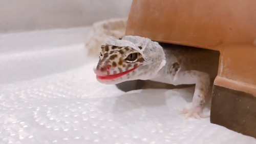フードげぴちゃん