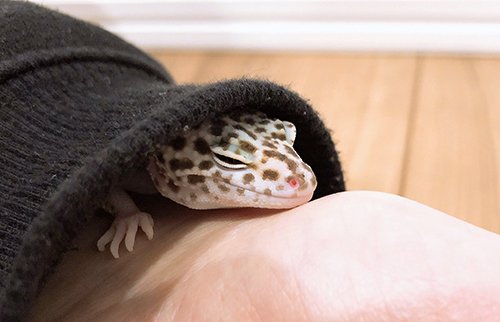 袖の中で休むげぴちゃん