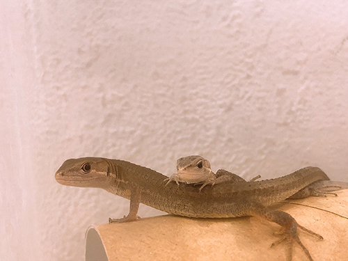 カナヘビさんたち