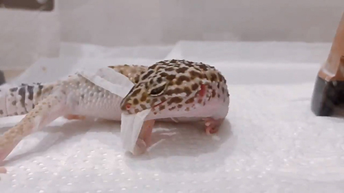 皮をくわえるげぴちゃん