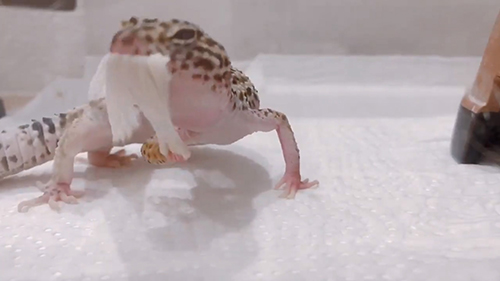 皮をひっぱるげぴちゃん