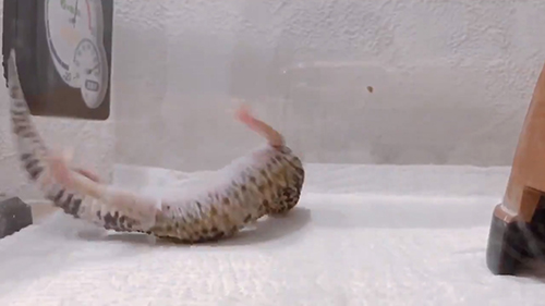 ころんじゃったげぴちゃん