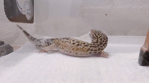 ころんで向こうをむくげぴちゃん