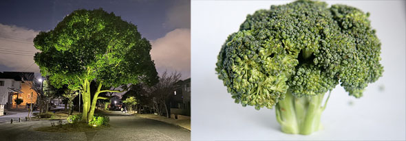 なぜ道の真ん中にっ？！　ライトアップされた木が巨大ブロッコリーに見えてくる