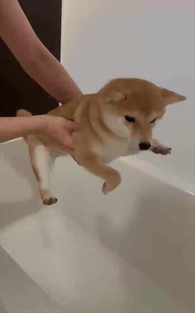 犬