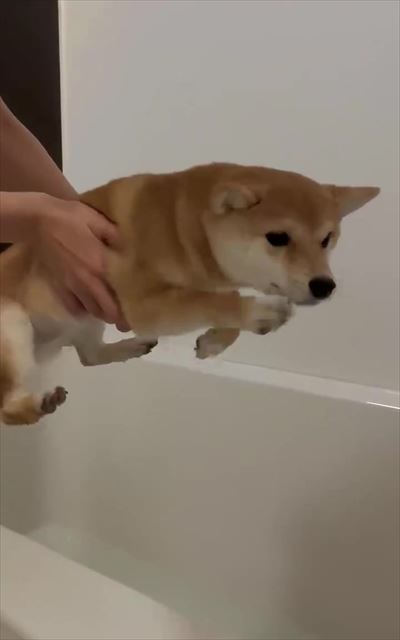 犬