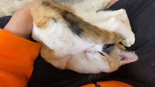 逃げるネコ No matter how far apart we are, this cuddly black cat always
