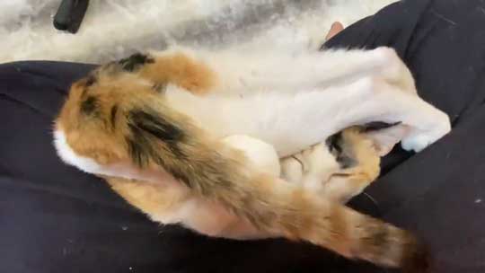 猫 甘え方 進化 三毛猫 オス ねこかます