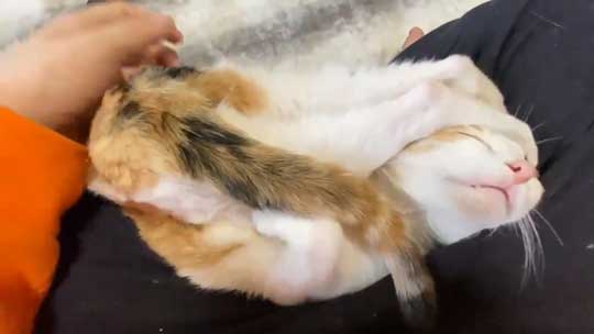 猫 甘え方 進化 三毛猫 オス ねこかます