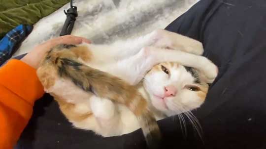 猫 甘え方 進化 三毛猫 オス ねこかます