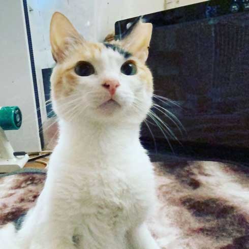 三毛猫様♡ありがとうございます♡ 猫]茨城県の里親募集 白が多めの三毛猫ちゃん