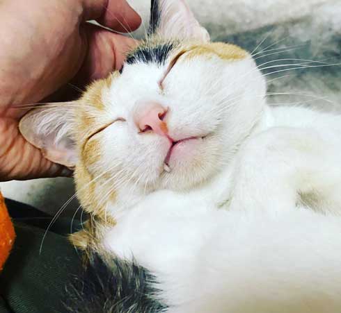 猫 甘え方 進化 三毛猫 オス ねこかます