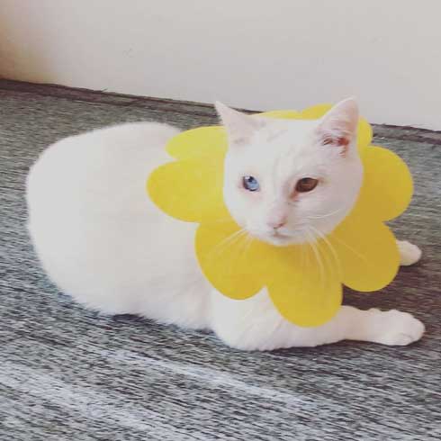 猫 甘え方 進化 三毛猫 オス ねこかます